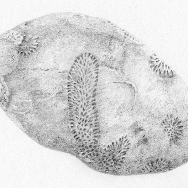 Reef Mountain Glacier Lake