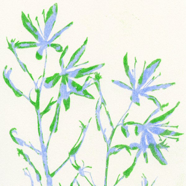 Camassia Blue Green