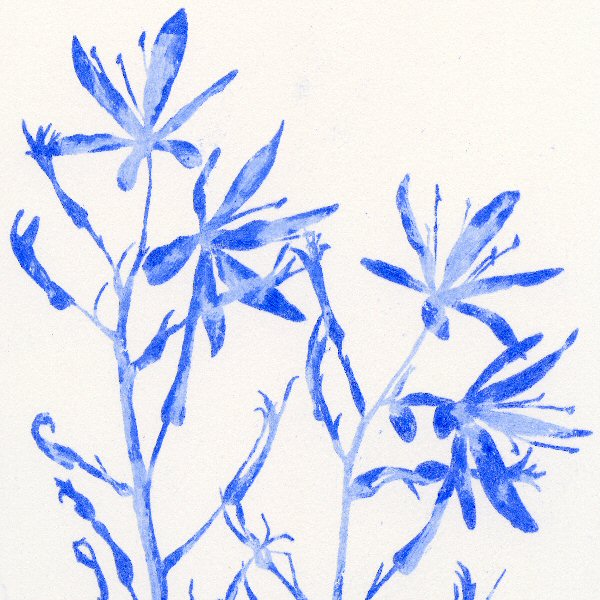 Camassia Blue